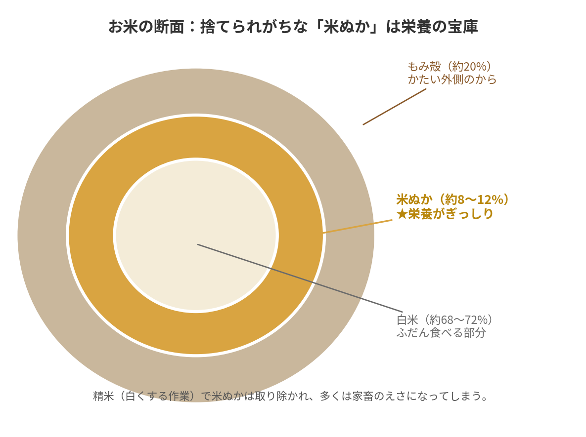 お米の断面図。外側からもみ殻・米ぬか・白米の順に並び、米ぬかが栄養の宝庫であることを示す