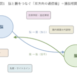 脳と腸が自律神経・迷走神経・ホルモン・免疫・腸内細菌の代謝物を通じて双方向に信号を送り合う腸脳相関を示した図