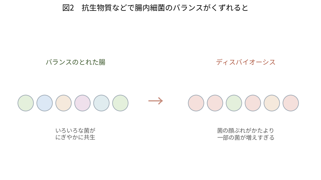 バランスのとれた腸内細菌叢が抗生物質で乱れてディスバイオーシスになり、悪い菌が増えやすくなる流れを示した図
