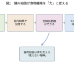 腸内細菌が食物繊維を発酵して短鎖脂肪酸をつくり、体のエネルギー源や体調維持を助けるという「見えない相棒」の働きを示した図