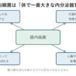 腸内細菌が食べたものから代謝物という物質を作り、消化だけでなく体じゅうに影響を届ける「体で一番大きな内分泌器官」のような働きを示した図