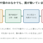 犬や猫のおなかにも腸内細菌がすんでいて、食べたものをもとに健康に役立つ物質を作る様子を示した図