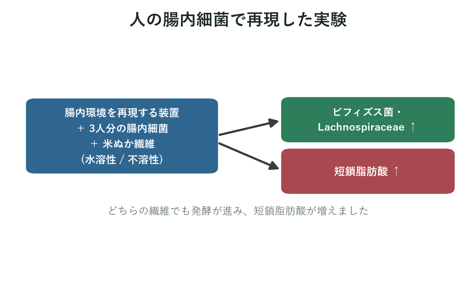腸内環境を再現する装置と3人分の腸内細菌に米ぬか繊維を加えるとビフィズス菌などと短鎖脂肪酸が増えたことを示す図