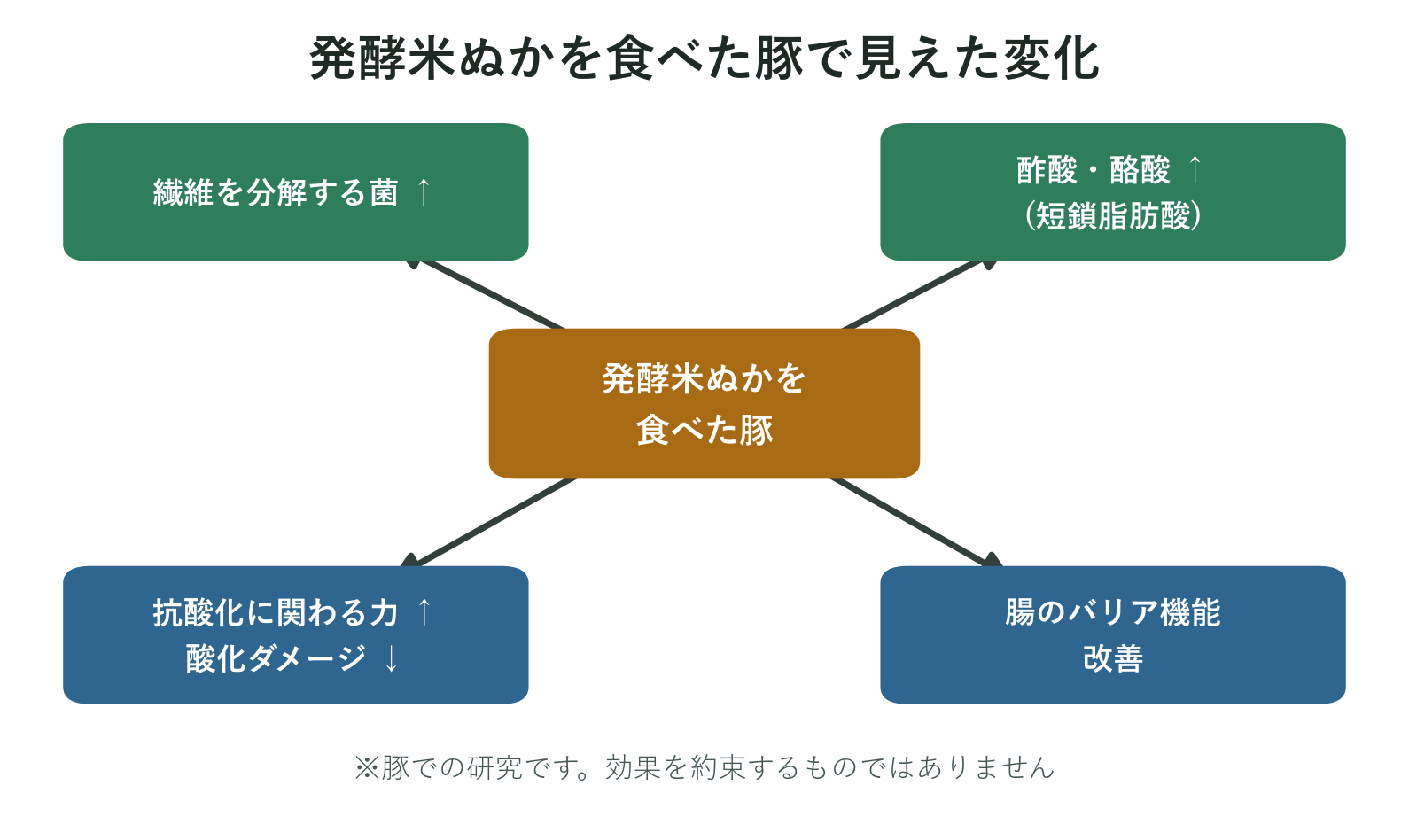 発酵米ぬかを食べた豚で繊維分解菌や短鎖脂肪酸と抗酸化力と腸バリア機能に前向きな変化がみられたことを示す図