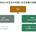 玄米が白米と米ぬかに分かれる様子を示した図
