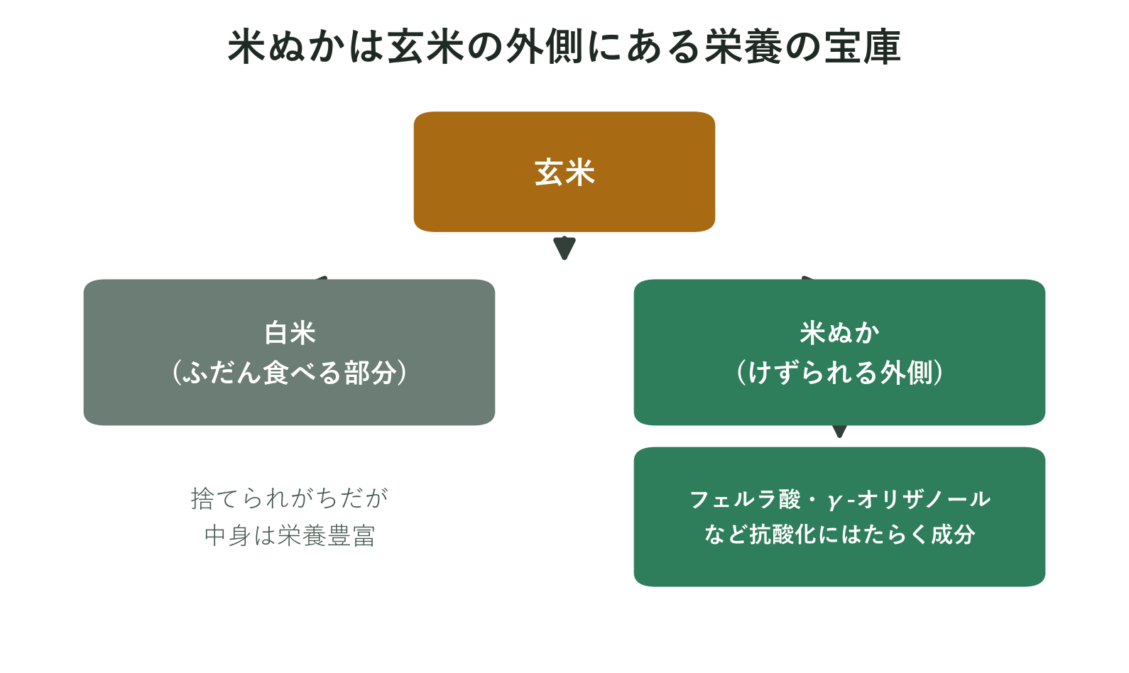 玄米が白米と米ぬかに分かれる様子を示した図