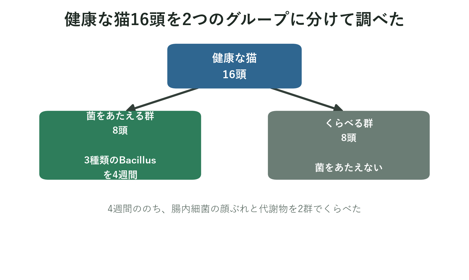 16頭の猫を2群に分け3種類の菌を4週間与えた試験デザインの図
