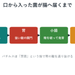 菌が口から胃を通り小腸で発芽して大腸へ向かう流れのイメージ図