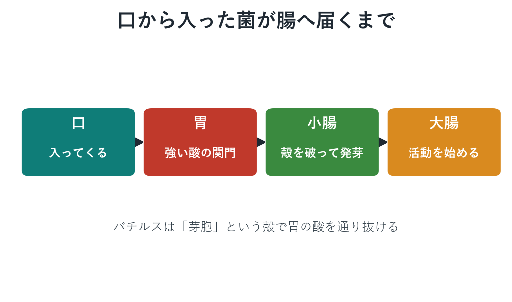 菌が口から胃を通り小腸で発芽して大腸へ向かう流れのイメージ図