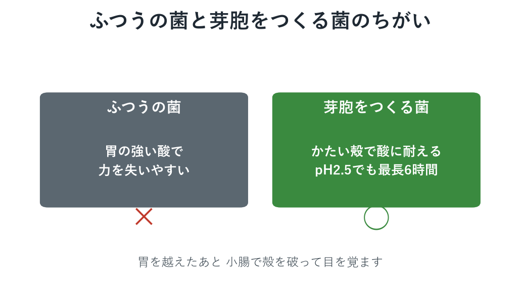 ふつうの菌と芽胞をつくる菌が胃酸に対してどうちがうかを比べたイメージ図