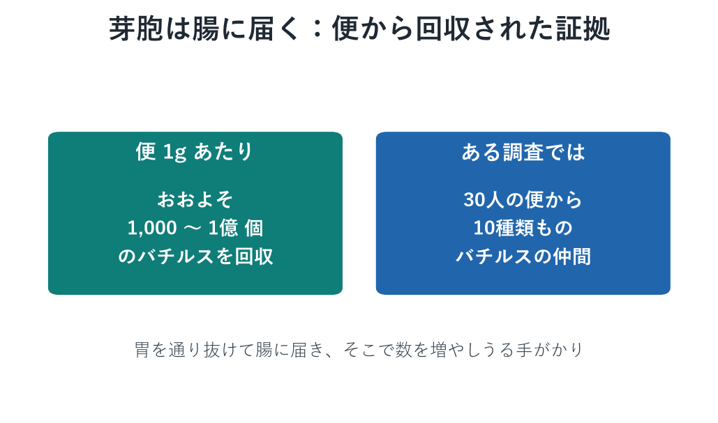 便から回収されたバチルスの数の範囲を対数目盛で示した棒グラフ