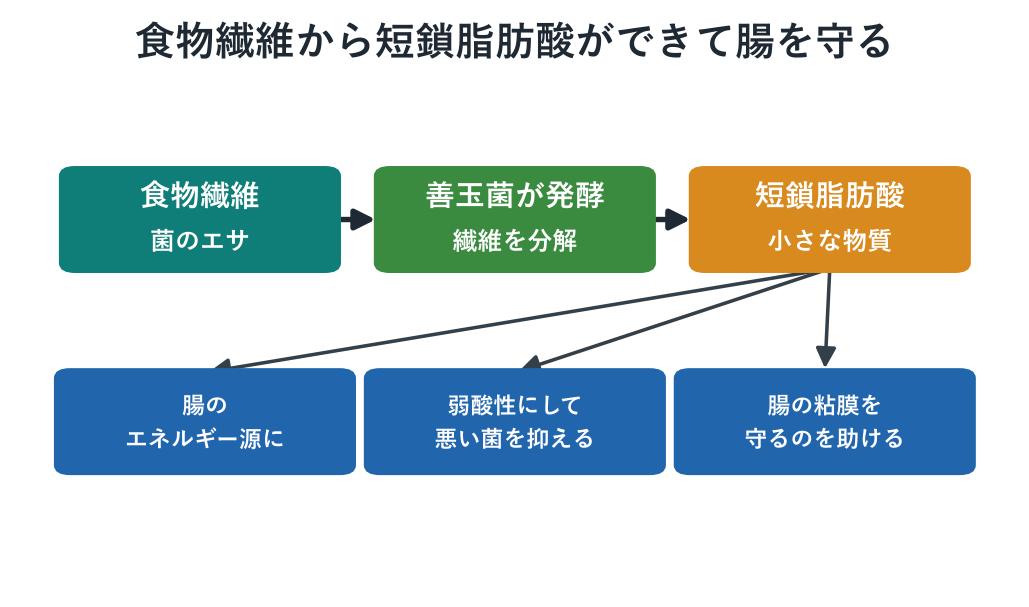 食物繊維から短鎖脂肪酸ができて腸を守る流れのイメージ図