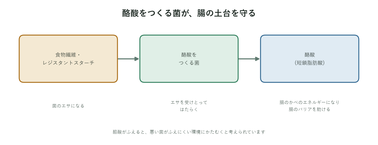 食物繊維をエサに酪酸をつくる菌が腸のバリアや環境を助ける流れの図