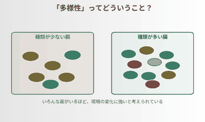 菌の種類が少ない腸と多い腸をならべて多様性のイメージを示した図