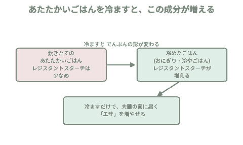 炊きたてのごはんと冷めたごはんでレジスタントスターチの量が変わることを示した図