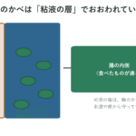 腸のかべをおおう粘液の層とその中でくらすアッカーマンシアを示した概念図