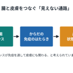 腸内細菌のバランスが免疫を通して皮膚の状態に関わる流れを示した図（研究段階）